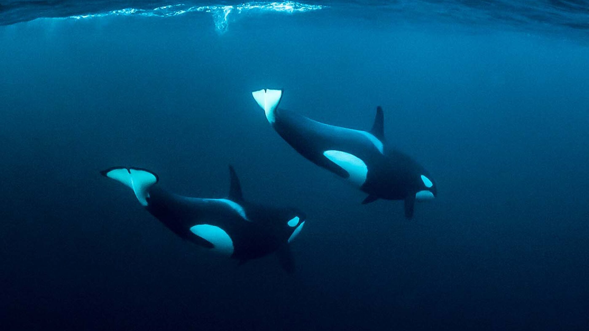 Zwei weibliche Orcas schwimmen knapp unter der Wasseroberfläche und tauchen nach einem Atemzug wieder ab
