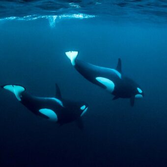 Zwei weibliche Orcas schwimmen knapp unter der Wasseroberfläche und tauchen nach einem Atemzug wieder ab