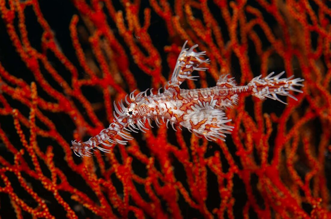 Geisterpfeifenfisch in roter Koralle