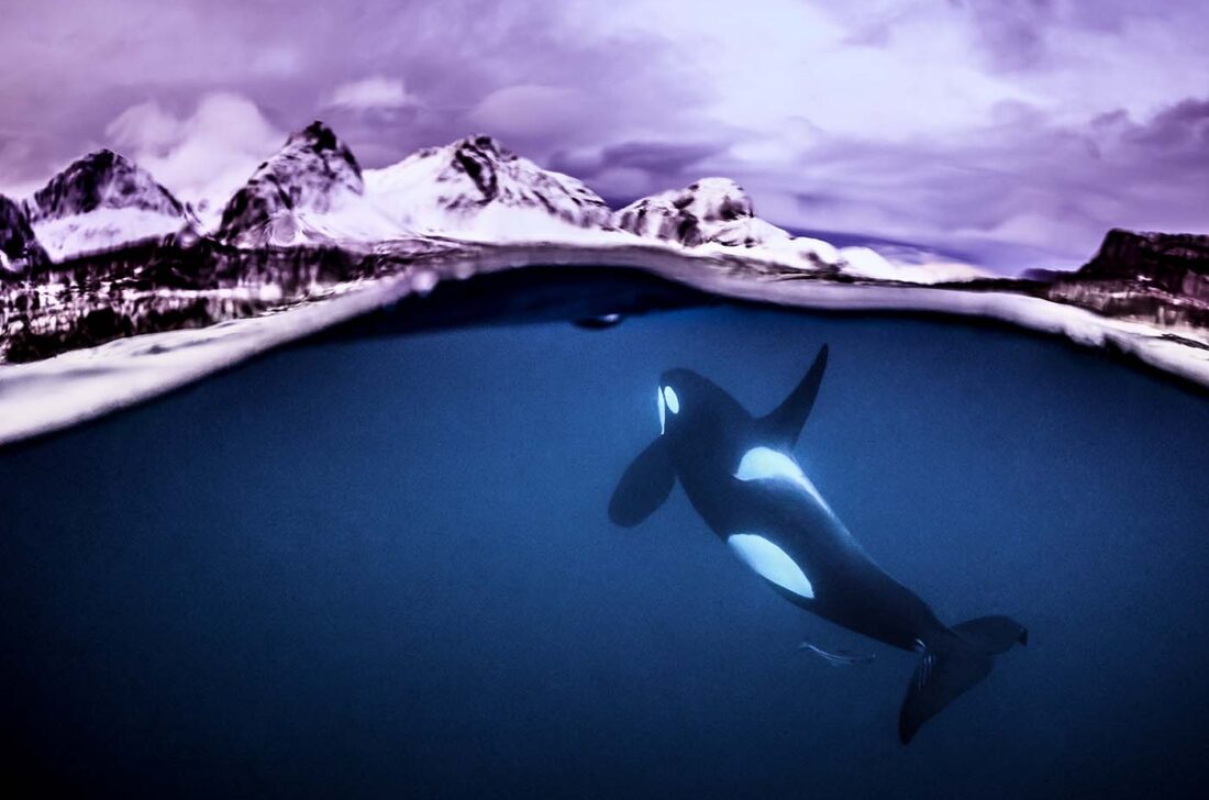 Orca halb über und halb unter der Wasseroberfläche