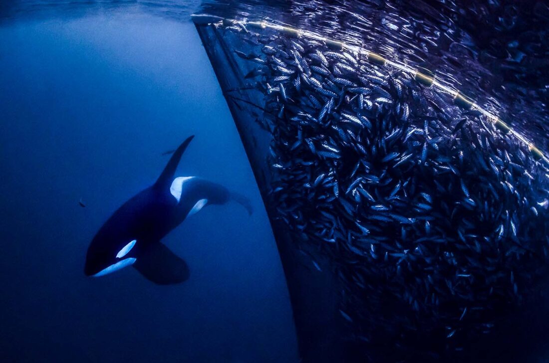 Orca schwimmt nahe einem Fischernetz mit vielen Fischen