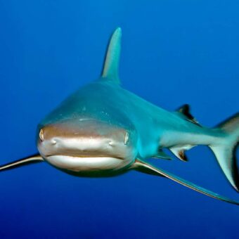 Grauer Riffhai frontal Porträt blaues Wasser
