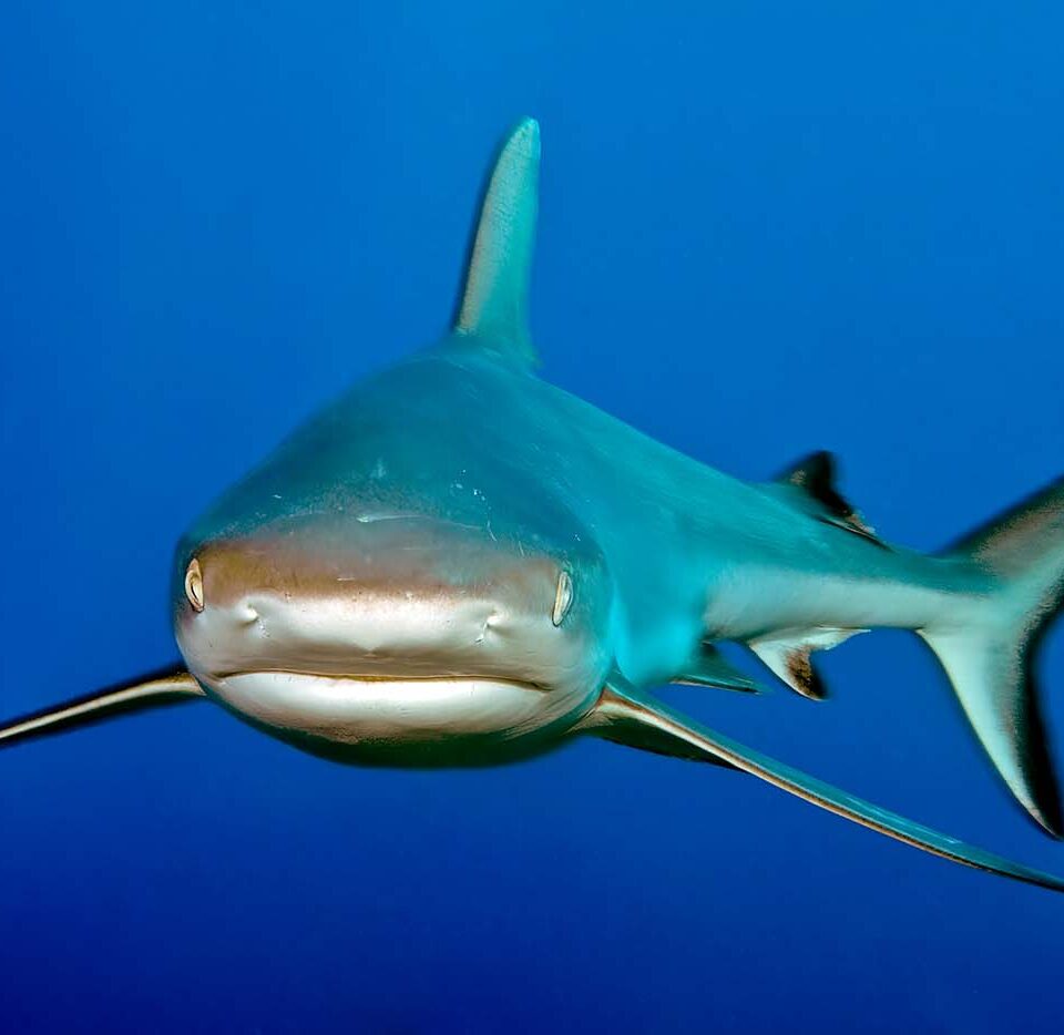 Grauer Riffhai frontal Porträt blaues Wasser