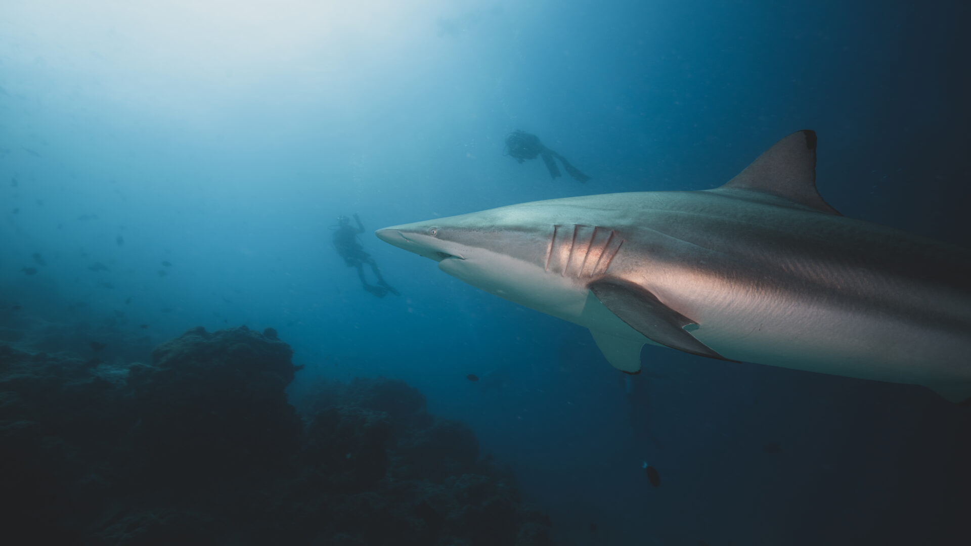 Großer schwarzer Riffhai (Spinnerhai) vor Riffkante in den Malediven