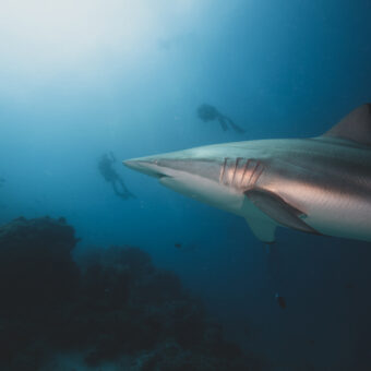 Großer schwarzer Riffhai (Spinnerhai) vor Riffkante in den Malediven