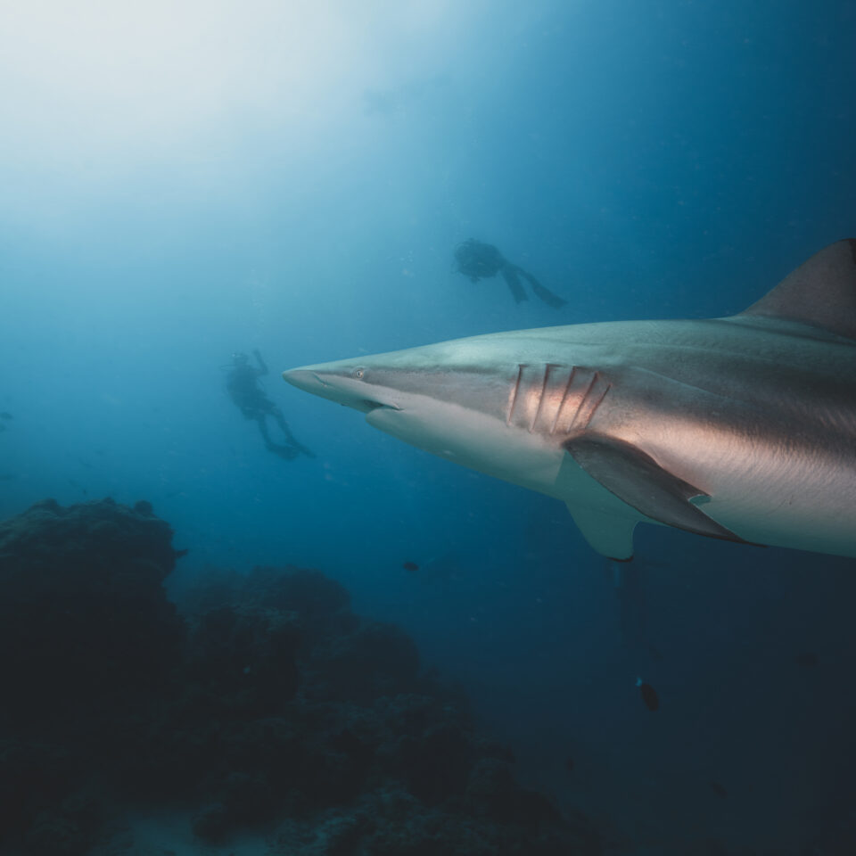Großer schwarzer Riffhai (Spinnerhai) vor Riffkante in den Malediven