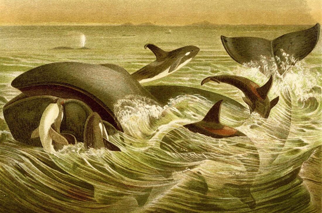 Historische Illustration von Orcas bei der Jagd