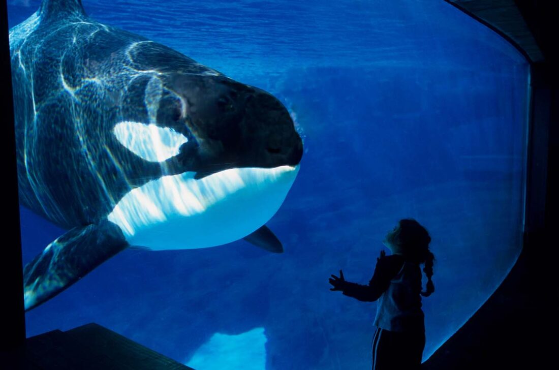 Orca hinter Glas im Aquarium vor einem Kind