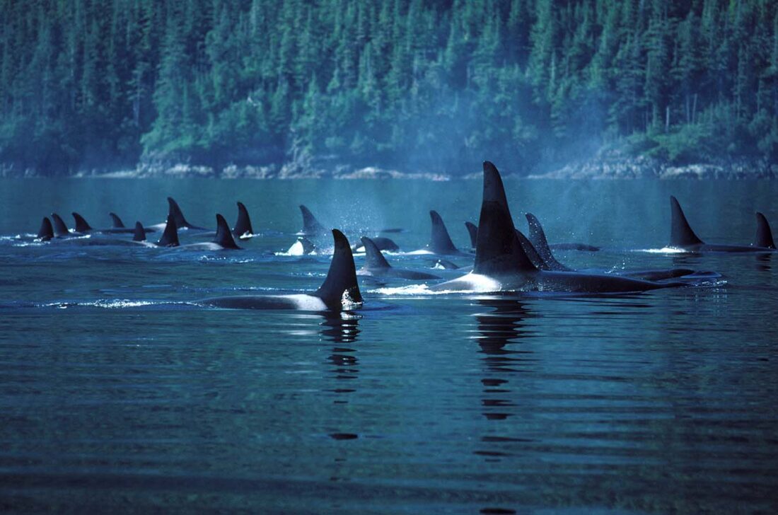 Mehrere Orcas schwimmen gemeinsam an der Oberfläche