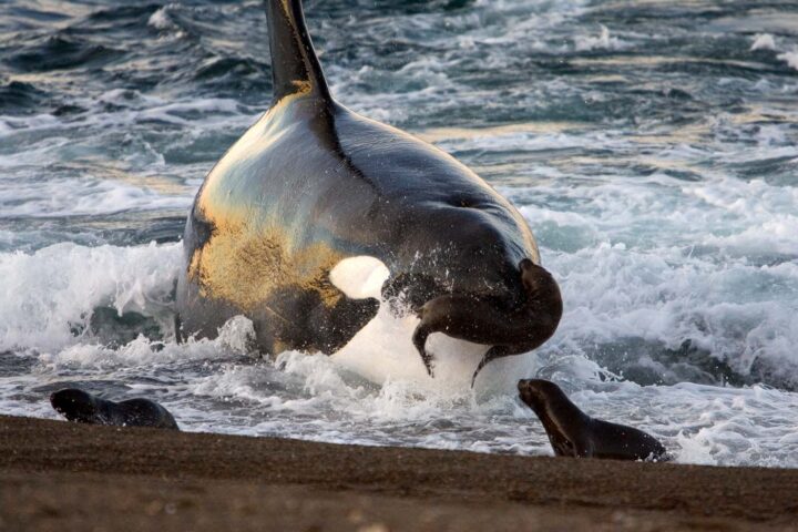 Orca jagt Robben an einer Küste im flachen Wasser