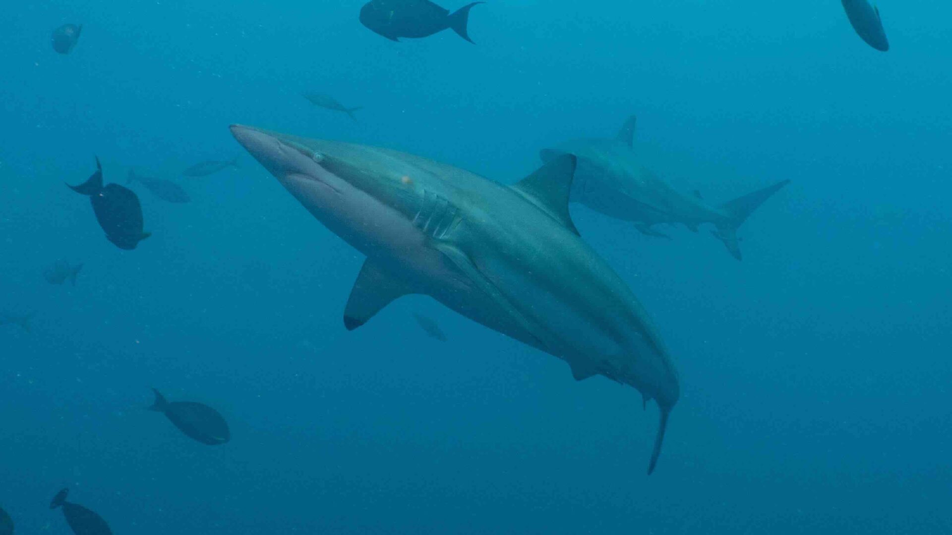 Spinnerhai (Langnasenhai) im offenen Wasser der Malediven mit Begleitfischen