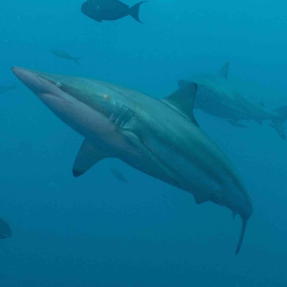 Spinnerhai (Langnasenhai) im offenen Wasser der Malediven mit Begleitfischen