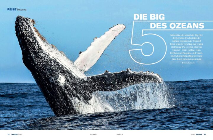 TAUCHEN Magazin Ausgabe Mai 2026