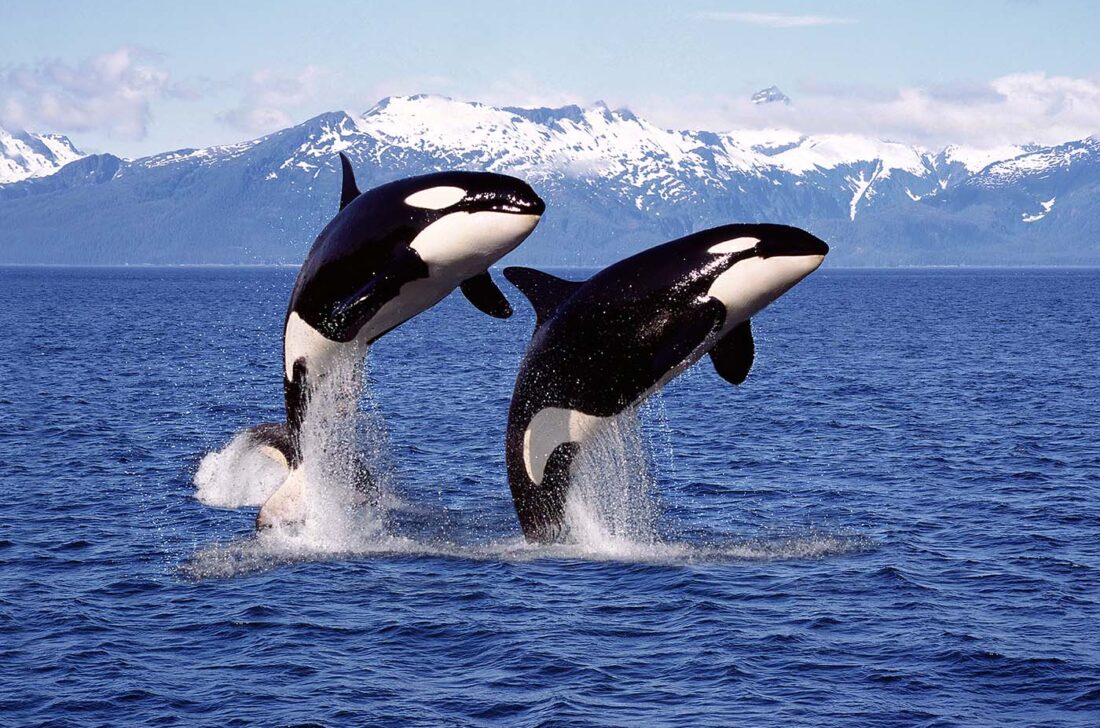 Zwei Orcas springen aus dem Wasser vor Bergkulisse