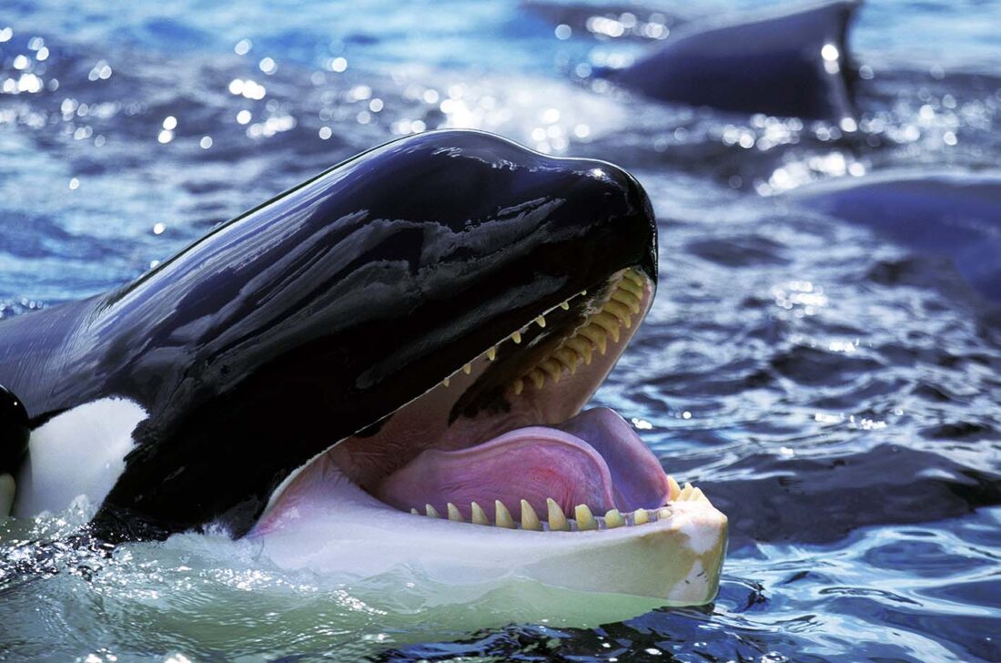 Nahaufnahme eines Orca-Mauls mit Zähnen