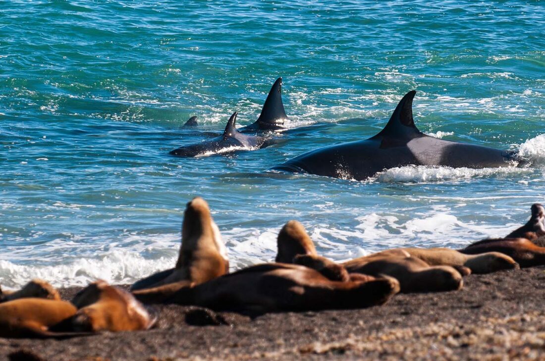 Orca bei der Jagd nahe der Küste