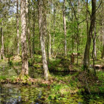 Auenwald mit periodischer Überflutung – typische Struktur früher nordeuropäischer Waldlandschaften