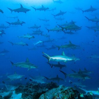 Hammerhaischule im Blauwasser der Galapagos-Inseln