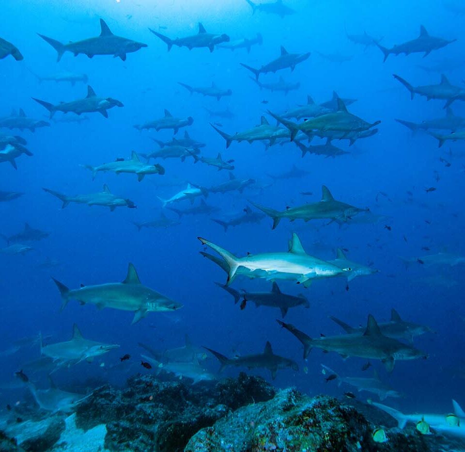 Hammerhaischule im Blauwasser der Galapagos-Inseln
