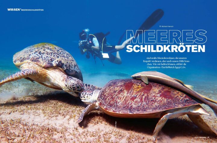 TAUCHEN Magazin 06_26