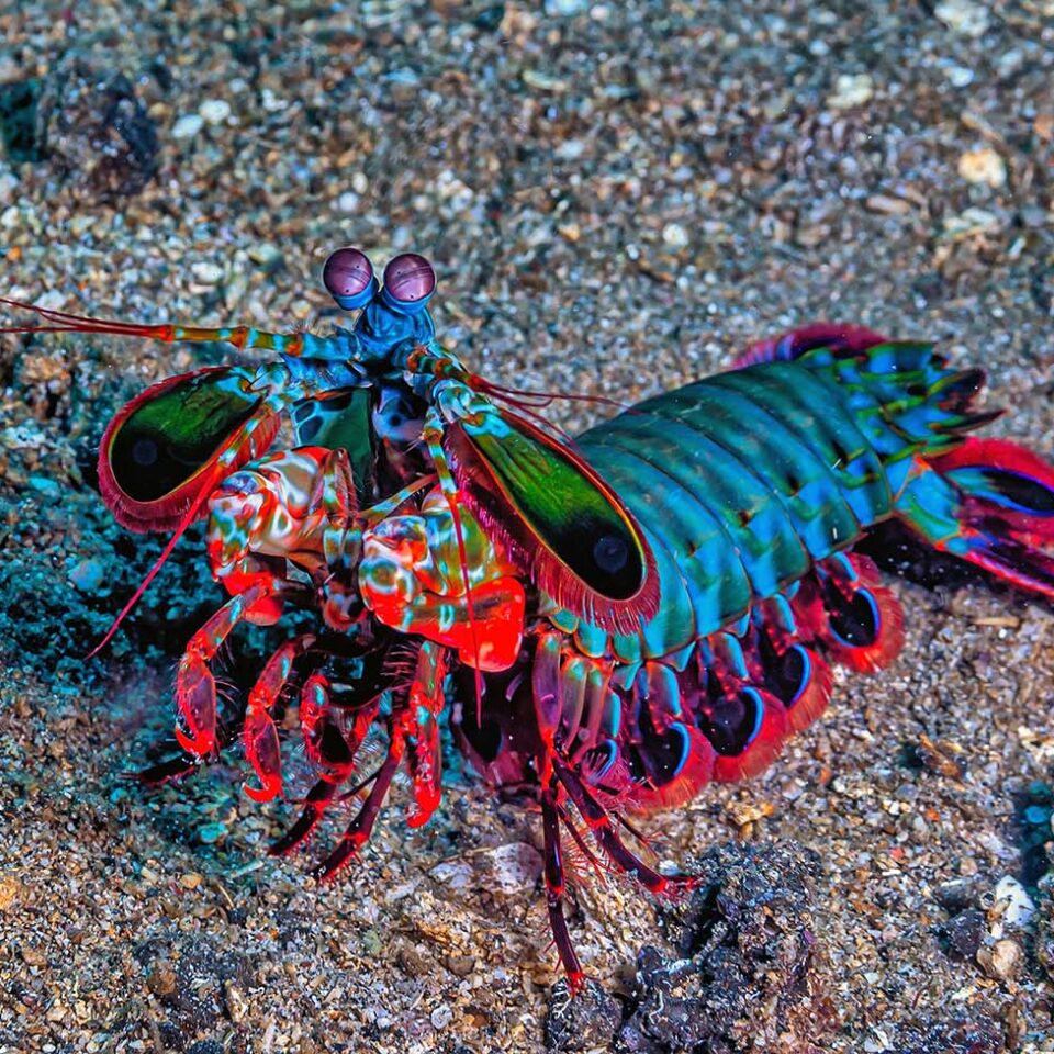 Fangschreckenkrebs (Odontodactylus scyllarus) auf sandigem Meeresboden mit auffällig gefärbtem Körper und keulenartigen Fangarmen.