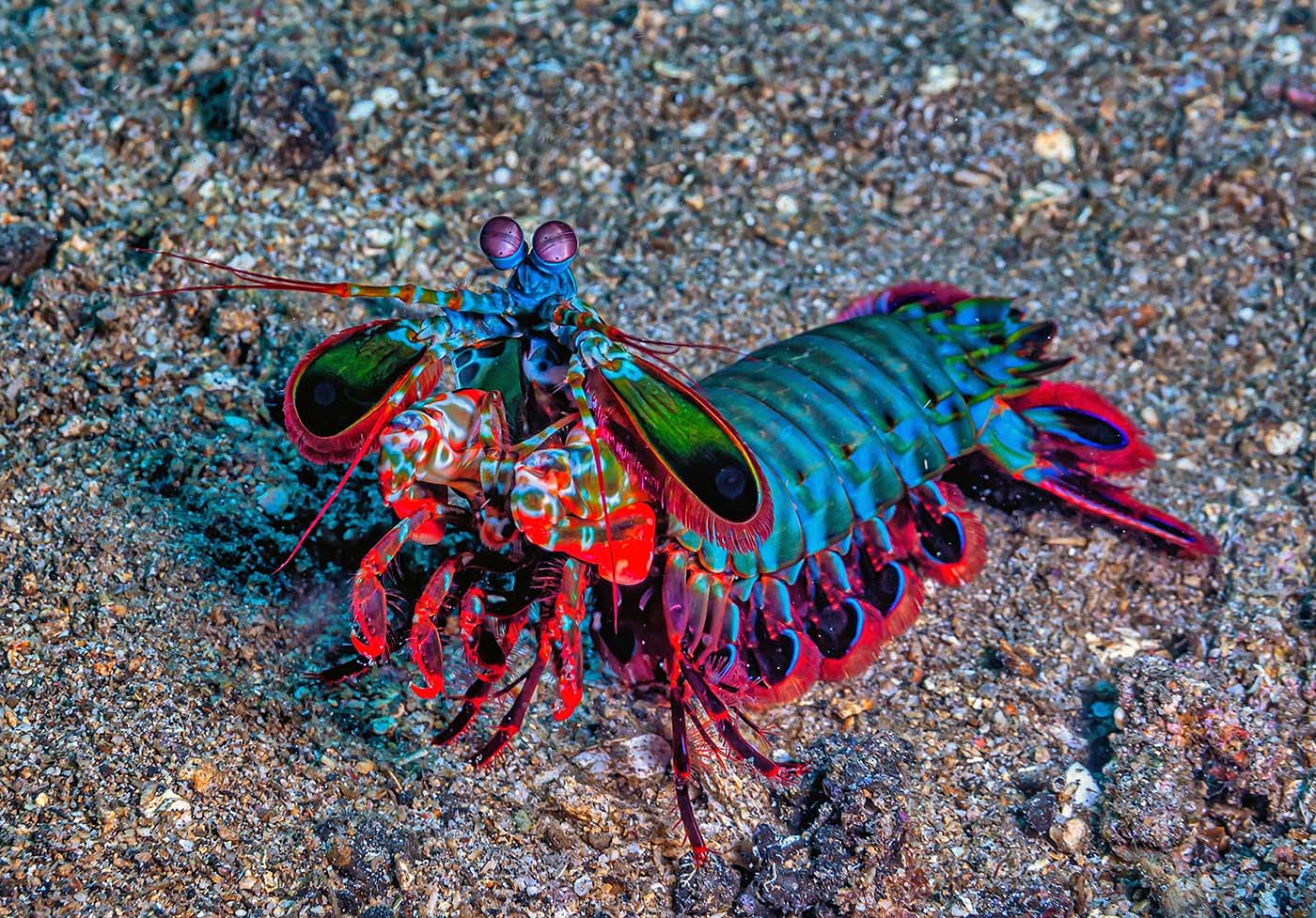 Fangschreckenkrebs (Odontodactylus scyllarus) auf sandigem Meeresboden mit auffällig gefärbtem Körper und keulenartigen Fangarmen.