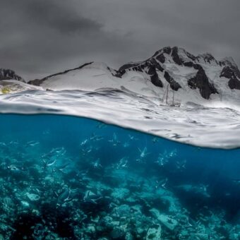 Split-Level-Aufnahme mit Eselspinguinen unter der Wasseroberfläche vor der verschneiten Küste der Antarktis.