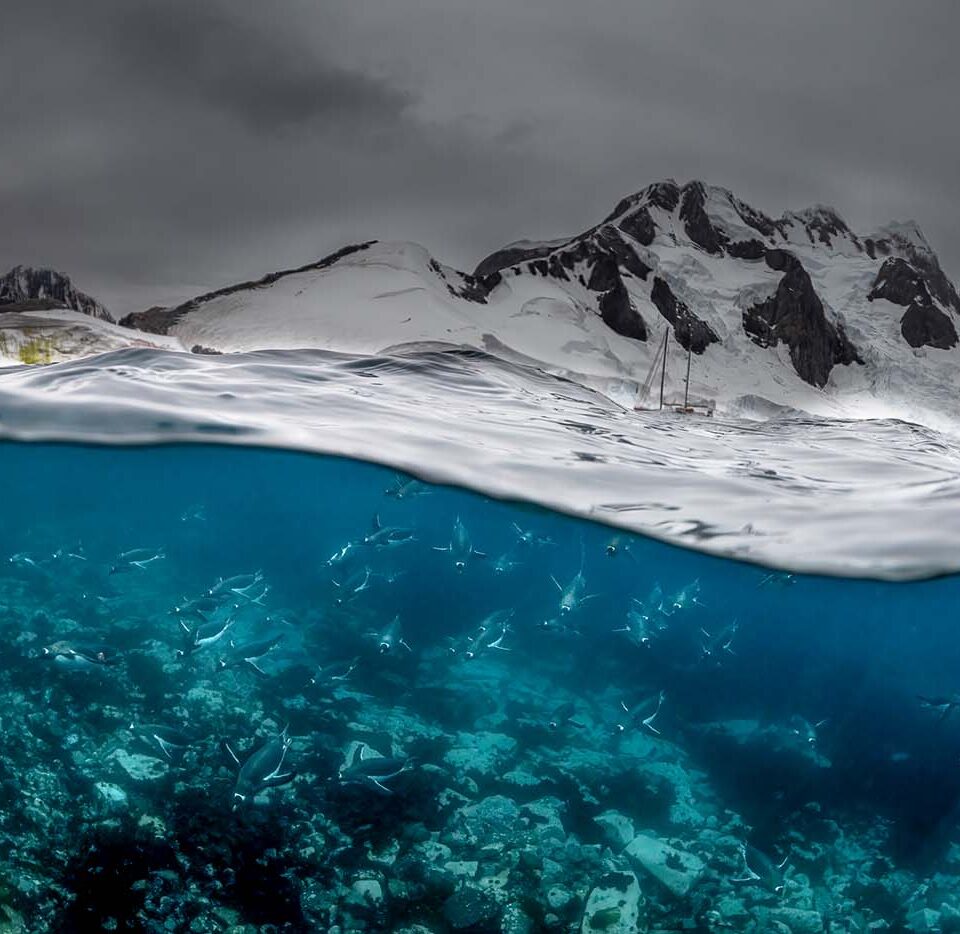 Split-Level-Aufnahme mit Eselspinguinen unter der Wasseroberfläche vor der verschneiten Küste der Antarktis.