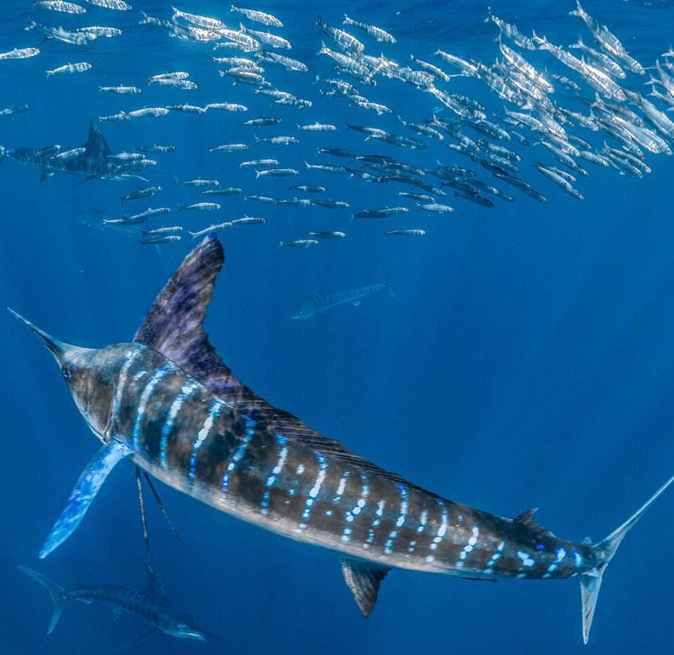 Gestreifter Marlin vor einem Sardinenschwarm im Blauwasser des Pazifiks vor Baja California