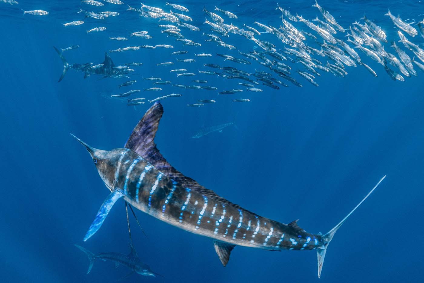 Gestreifter Marlin vor einem Sardinenschwarm im Blauwasser des Pazifiks vor Baja California