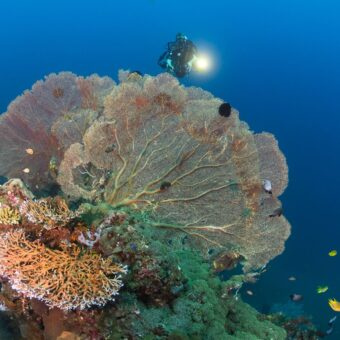 Taucher mit Lampe über einer großen, fächerförmigen Gorgonie im Blauwasser vor Nordbali