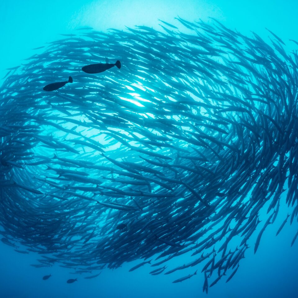 Ein Barrakudaschwarm dreht im Blauwasser zwischen Nordsulawesi und Halmahera seine Kreise