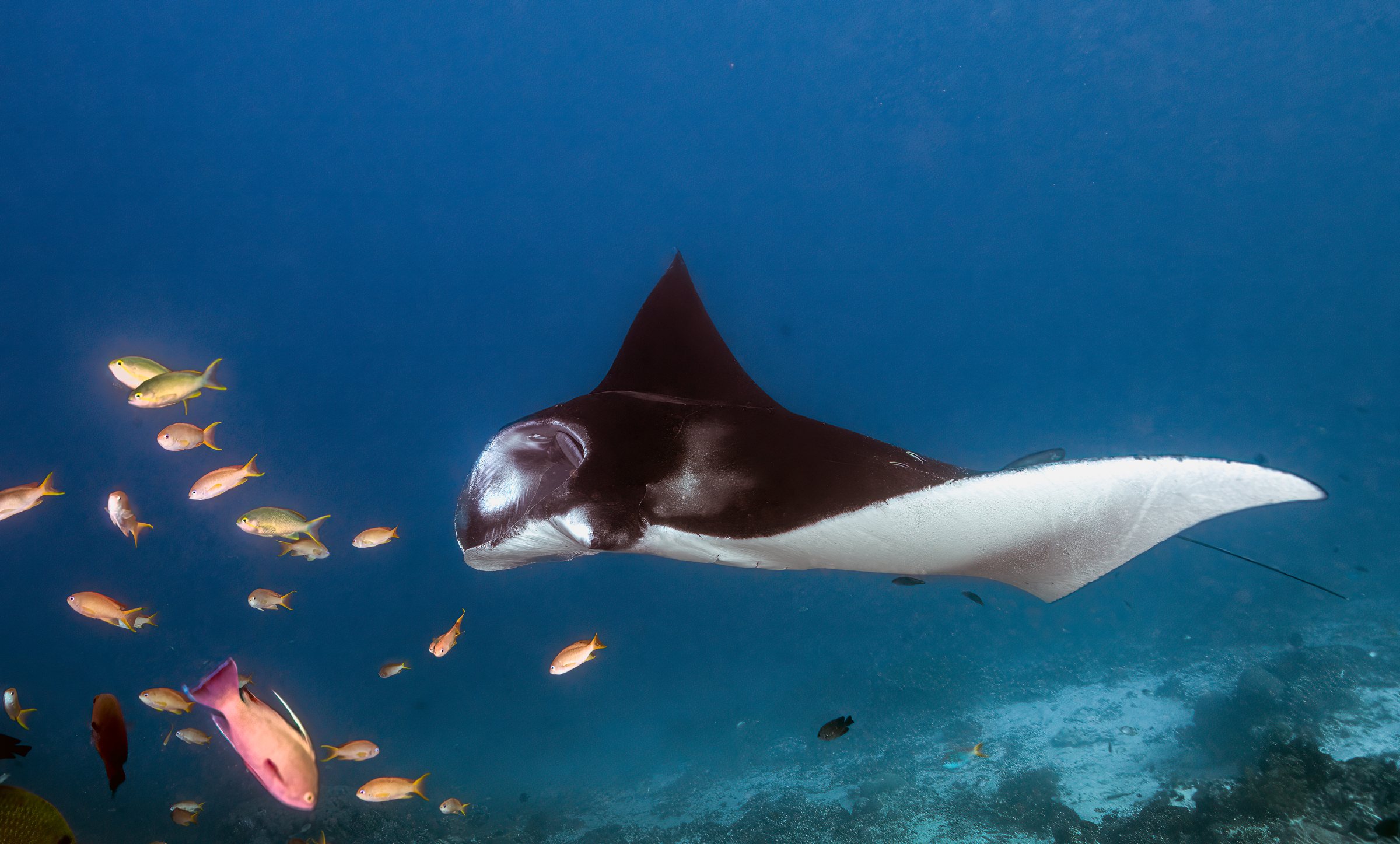 Manta mit schwarzem Rücken gleitet dicht über dem Grund an einem Schwarm Fahnenbarsche vorbei