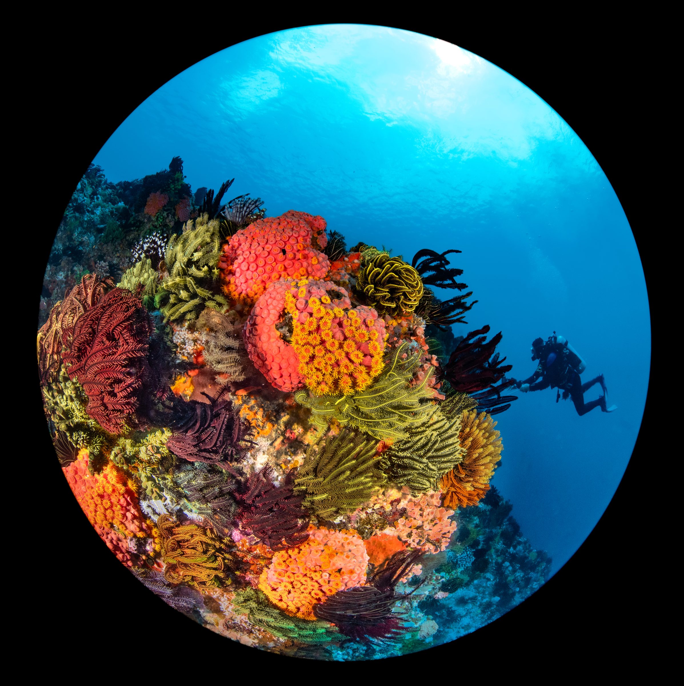 Fisheye-Aufnahme einer Steilwand vor Rinca mit Federsternen in Gelb, Orange und Rot, daneben ein Taucher