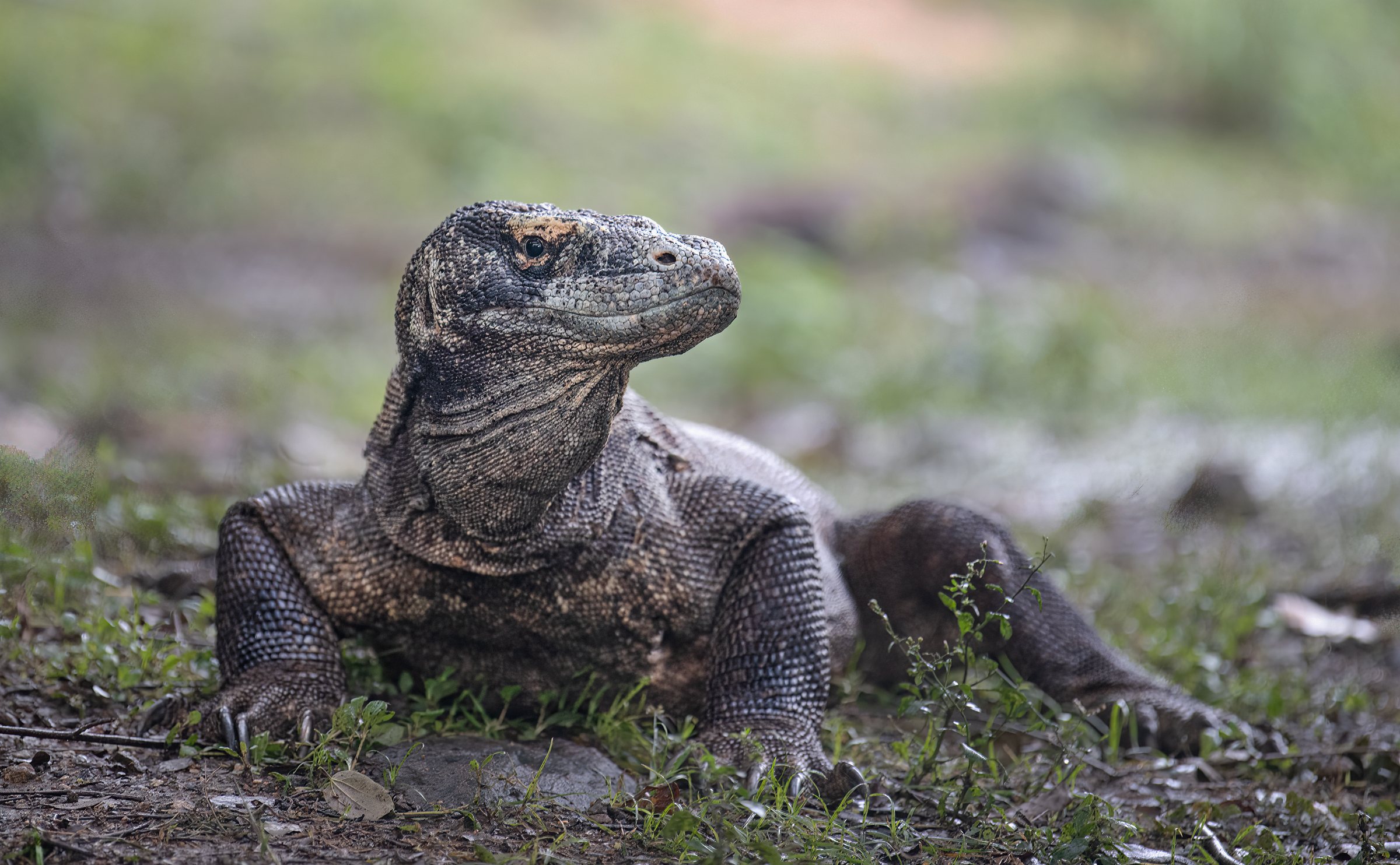 Komodowaran liegt mit erhobenem Kopf im Gras auf Komodo Island