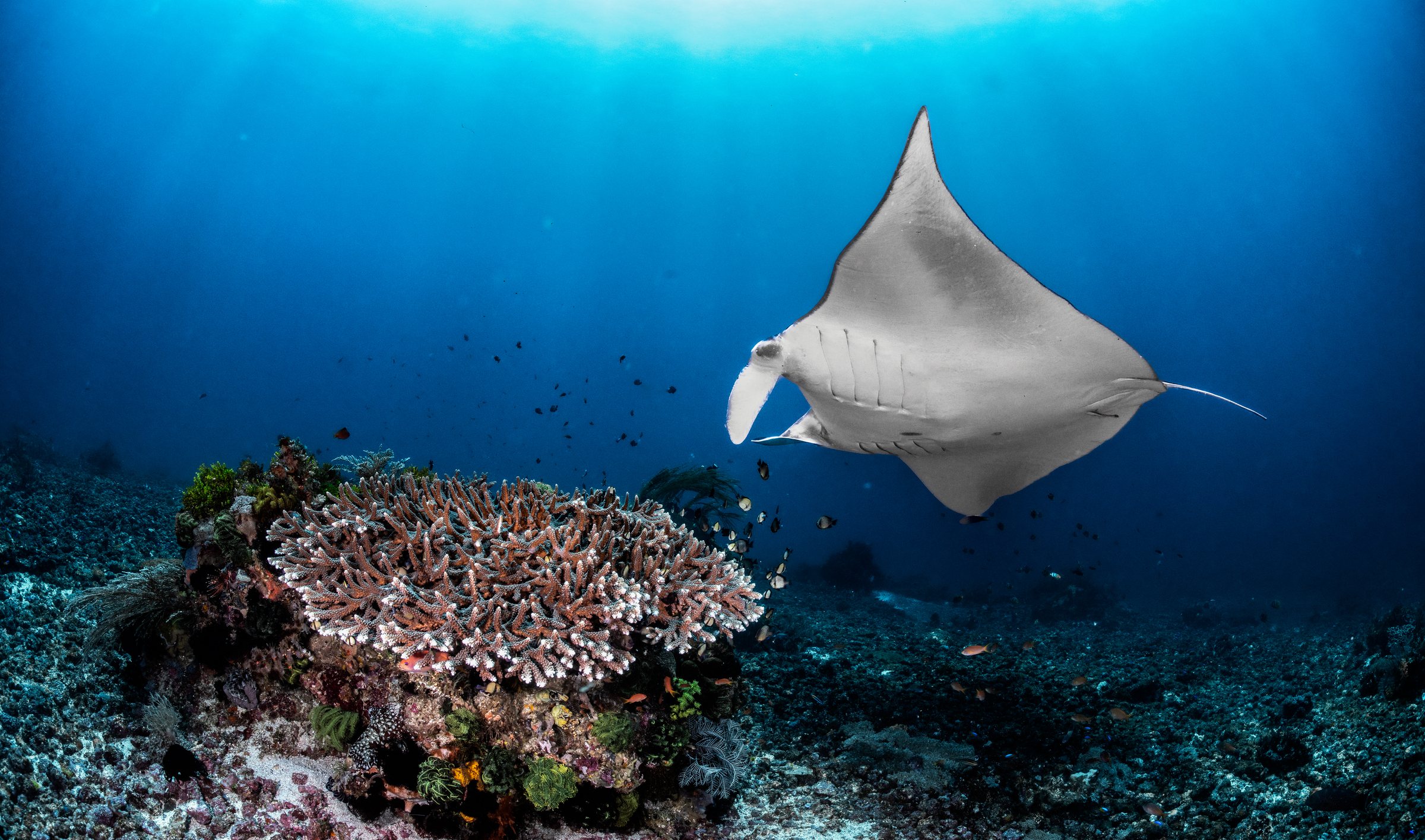 Manta von unten gesehen kreist im Gegenlicht über einem Korallenblock in Taka Makassar