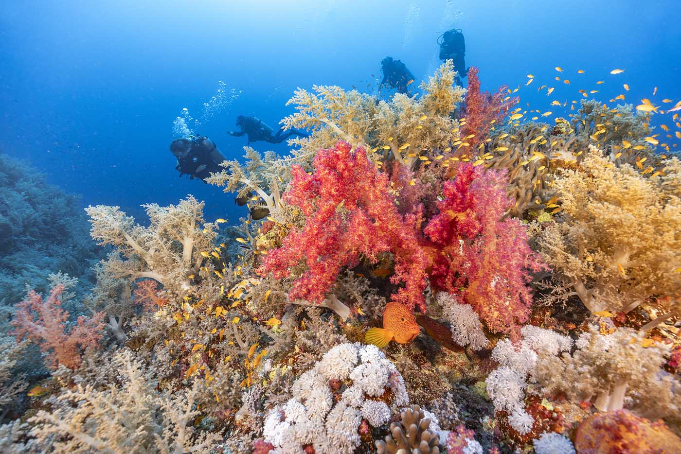 Taucher schweben über einem Riffhang mit roten und gelben Weichkorallen im Roten Meer