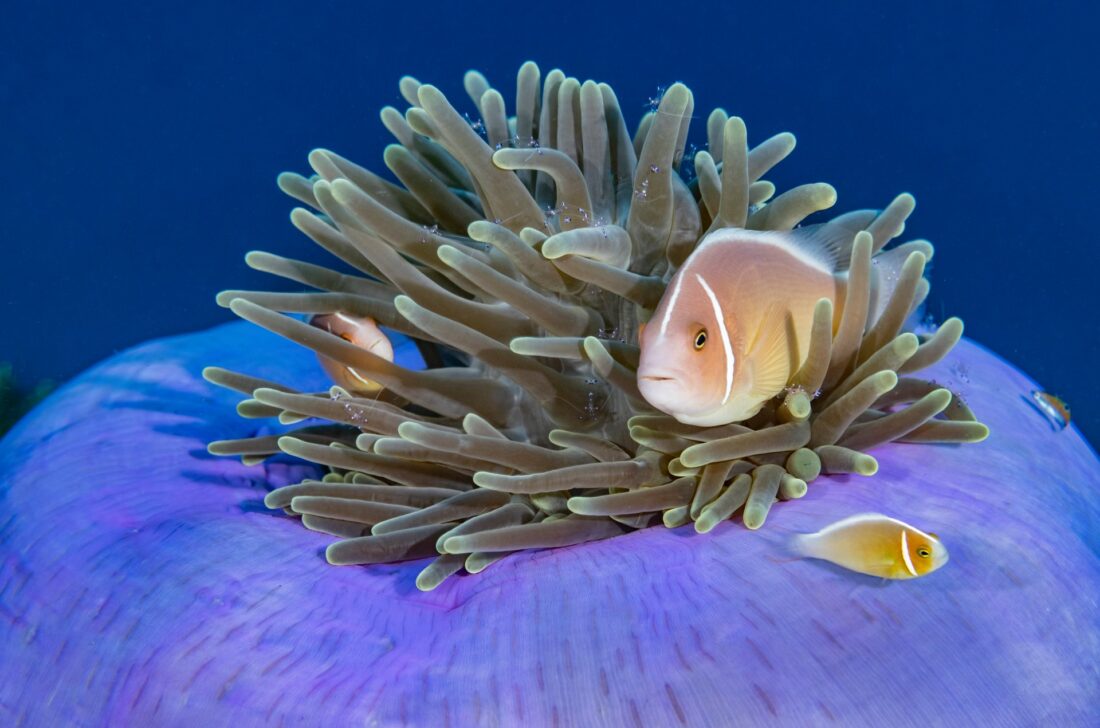 Halsband-Anemonenfische in einer violetten Prachtanemone