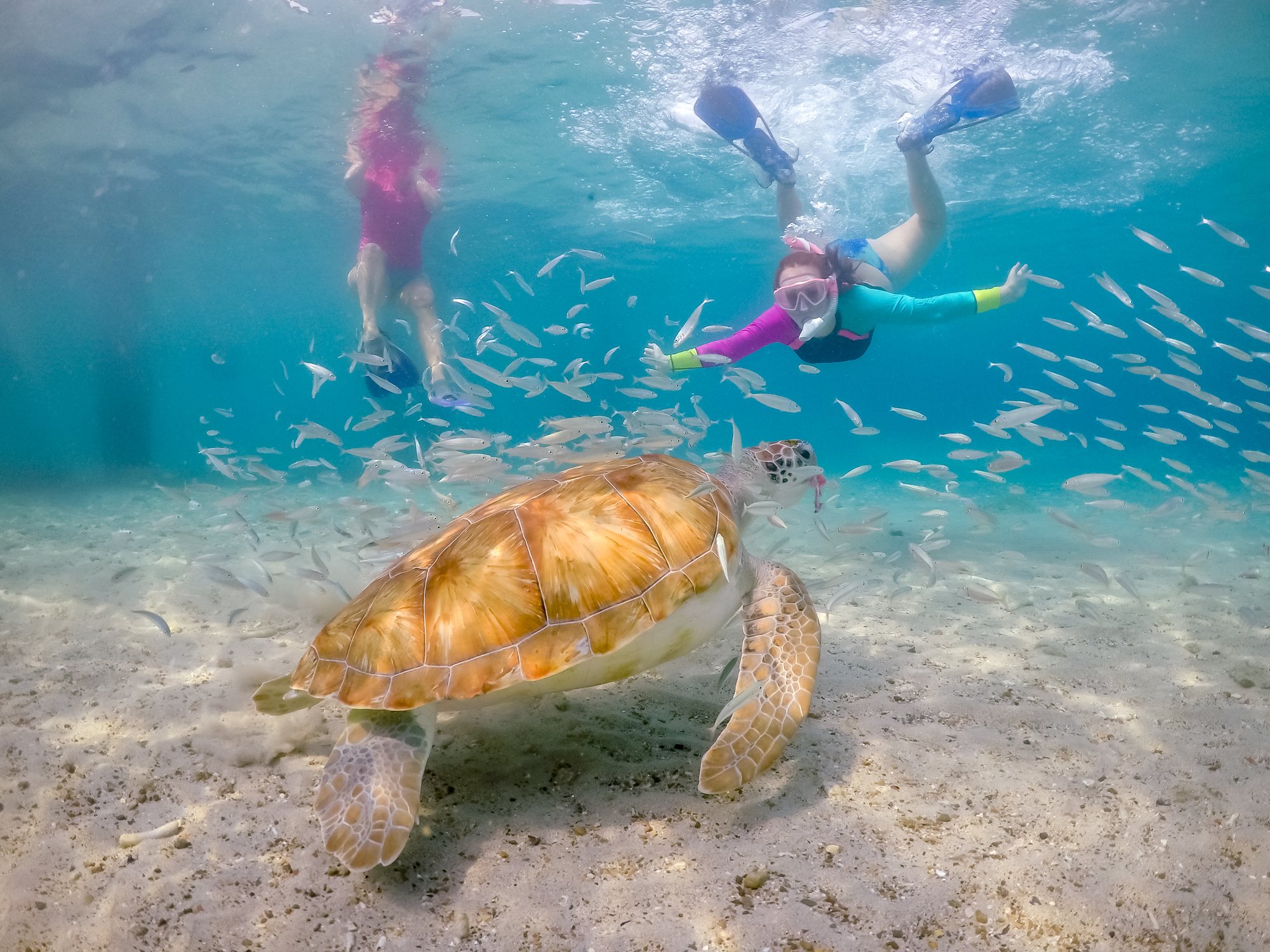 Meeresschildkröte im flachen Wasser vor Curaçao, darüber zwei Schnorchler und ein Fischschwarm