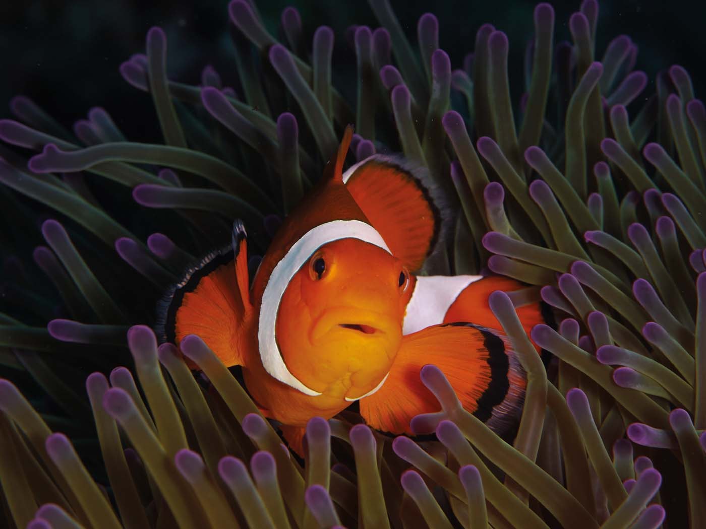 Anemonenfisch in seiner Anemone am Korallenriff vor Ishigaki in Japan
