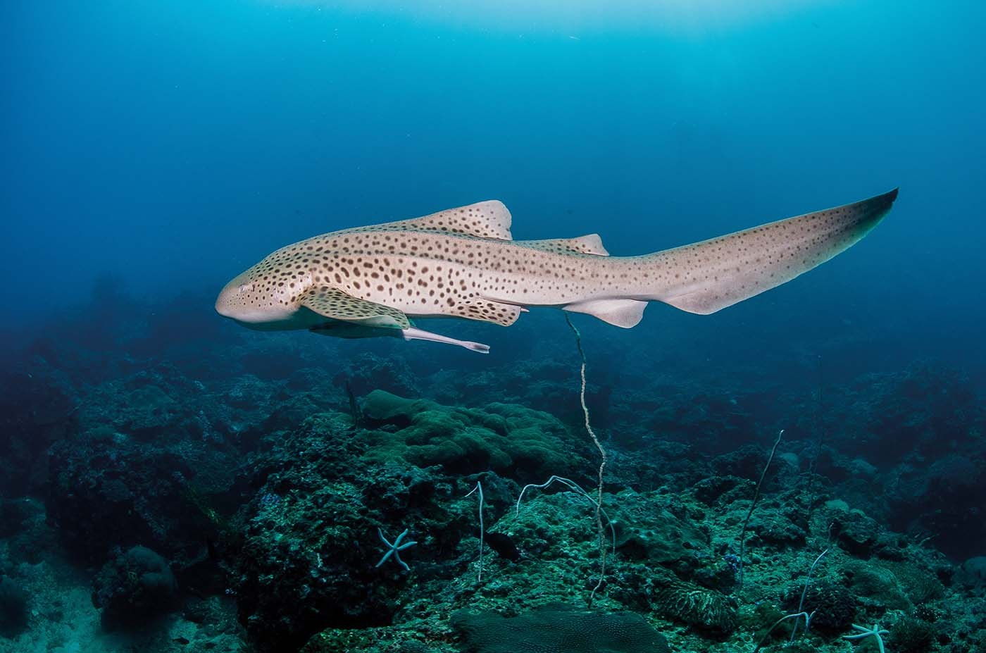 Leopardenhai (Zebrahai) liegt auf dem Riff vor Phuket in der Andamanensee