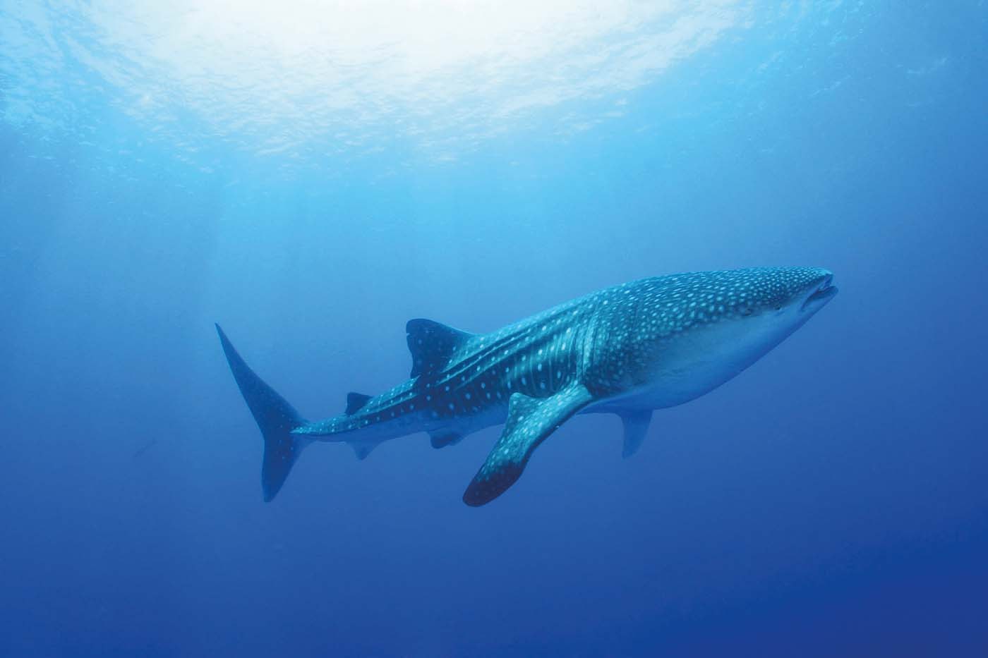 Walhai schwimmt knapp unter der Wasseroberfläche im Süd-Ari-Atoll