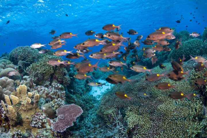 Ein Fischschwarm zieht über einen intakten Korallengarten