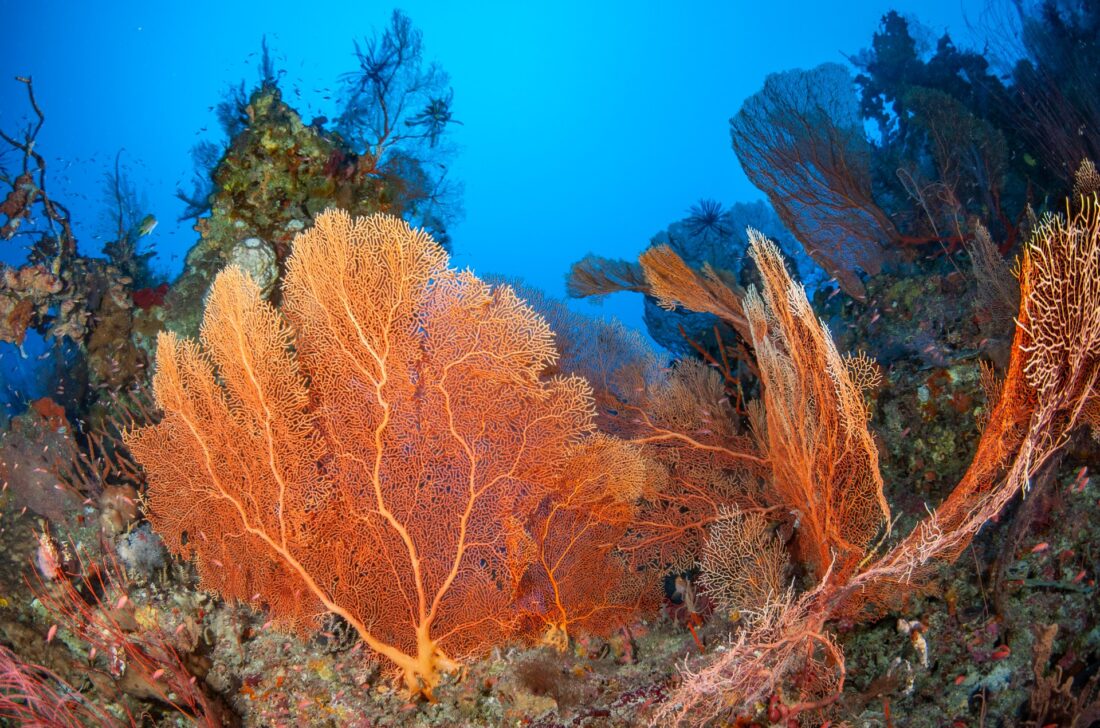 Eine große Gorgonie fächert sich am Riffhang auf