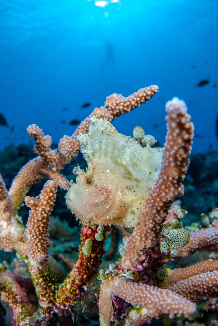 Neben dem Großen lohnt der Blick ins Kleine: Ein Schaukelfisch versteckt sich zwischen Geweihkorallen