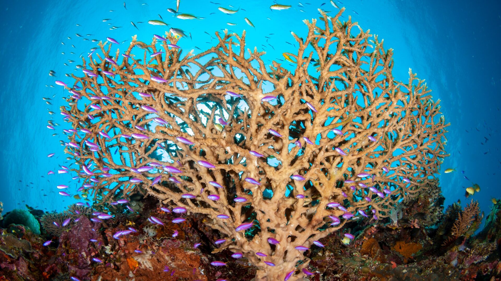Violett leuchtende Fahnenbarsche umschwärmen eine Geweihkoralle in Tubbataha