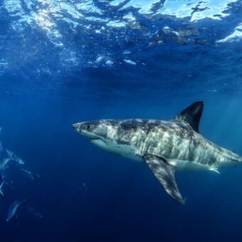 Weißer Hai schwimmt im blauen Freiwasser neben einem Schwarm Stachelmakrelen