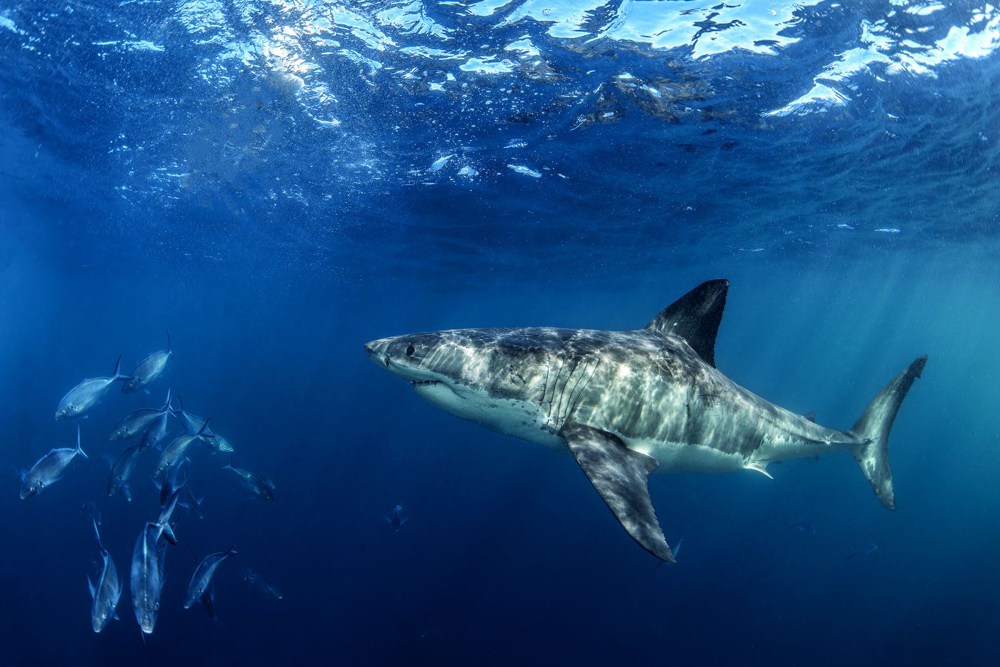 Weißer Hai schwimmt im blauen Freiwasser neben einem Schwarm Stachelmakrelen
